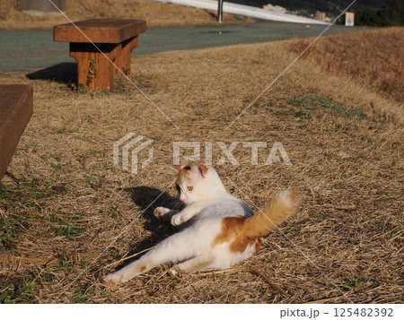 猫じゃらしで遊ぶ可愛いネコ 125482392