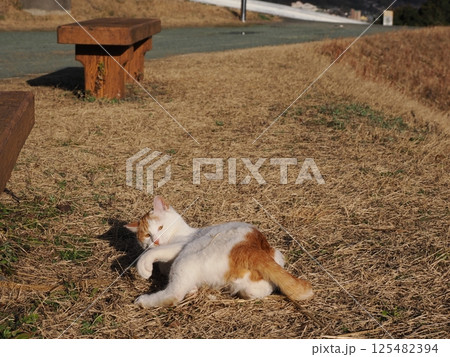猫じゃらしで遊ぶ可愛いネコ 125482394
