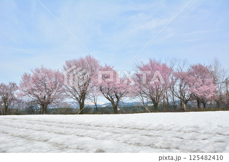 早春残雪の新潟県十日町市津南町沖ノ原台地に咲く雪上桜 125482410