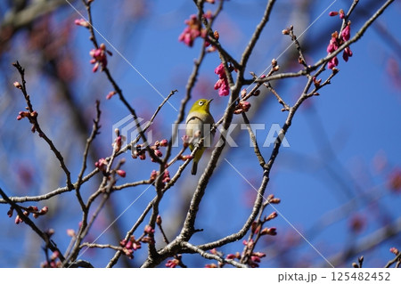 梅の花の蜜を吸うメジロ 125482452