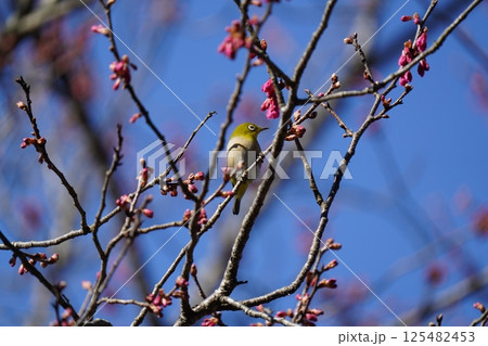 梅の花の蜜を吸うメジロ 梅の花の蜜を吸うメジロ 125482453