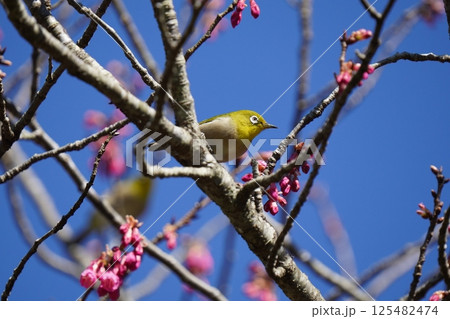 梅の花の蜜を吸うメジロ 梅の花の蜜を吸うメジロ 125482474