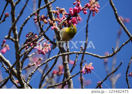 梅の花の蜜を吸うメジロ 125482475