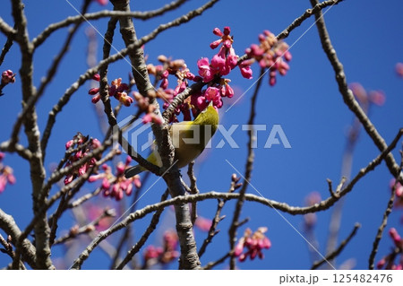 梅の花の蜜を吸うメジロ 梅の花の蜜を吸うメジロ 125482476