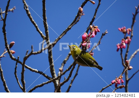梅の花の蜜を吸うメジロ 125482481
