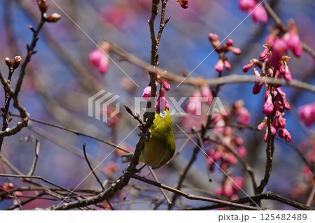 梅の花の蜜を吸うメジロ 梅の花の蜜を吸うメジロ 125482489