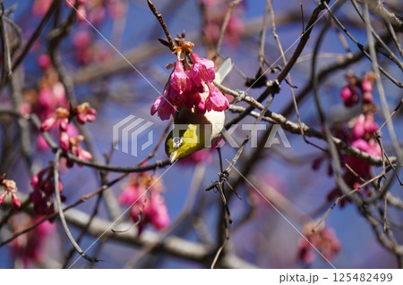 梅の花の蜜を吸うメジロ 梅の花の蜜を吸うメジロ 125482499