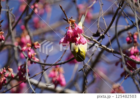 梅の花の蜜を吸うメジロ 梅の花の蜜を吸うメジロ 125482503