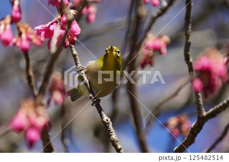 梅の花の蜜を吸うメジロ 梅の花の蜜を吸うメジロ 125482514