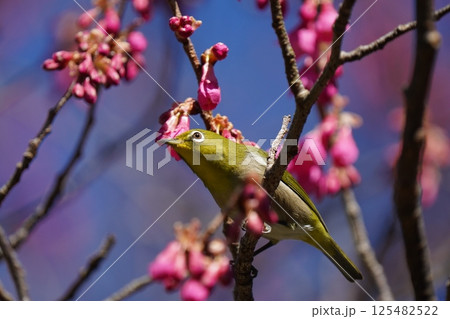 梅の花の蜜を吸うメジロ 125482522