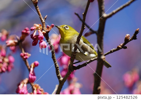 梅の花の蜜を吸うメジロ 梅の花の蜜を吸うメジロ 125482526