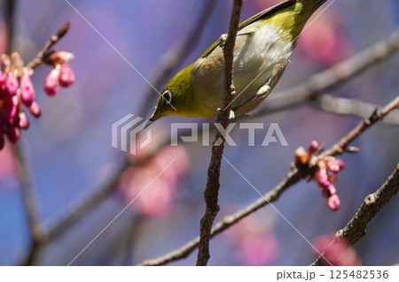 梅の花の蜜を吸うメジロ 125482536