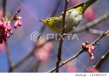 梅の花の蜜を吸うメジロ 梅の花の蜜を吸うメジロ 125482537