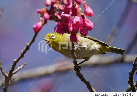 梅の花の蜜を吸うメジロ 梅の花の蜜を吸うメジロ 125482540