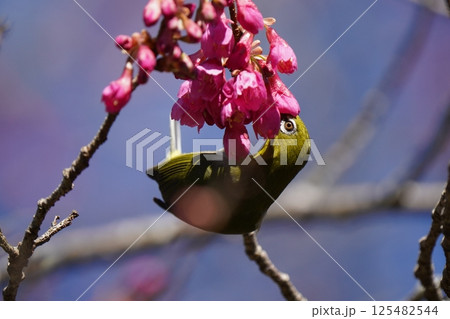 梅の花の蜜を吸うメジロ 125482544