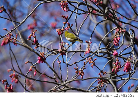 梅の木に止まるメジロ 125482555