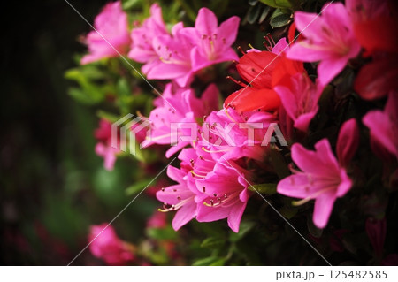赤いツツジの花 125482585