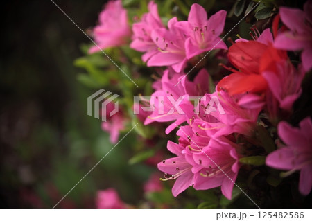 赤いツツジの花 125482586