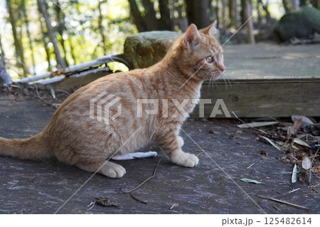 遊ぶ可愛い子猫 125482614
