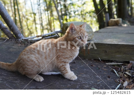 遊ぶ可愛い子猫 125482615