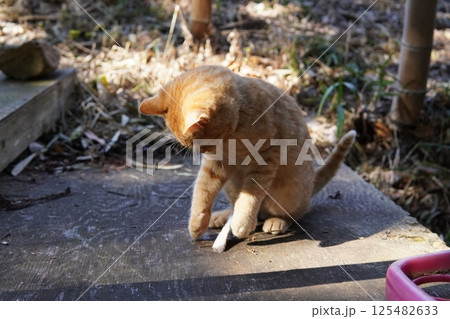 遊ぶ可愛い子猫 遊ぶ可愛い子猫 125482633