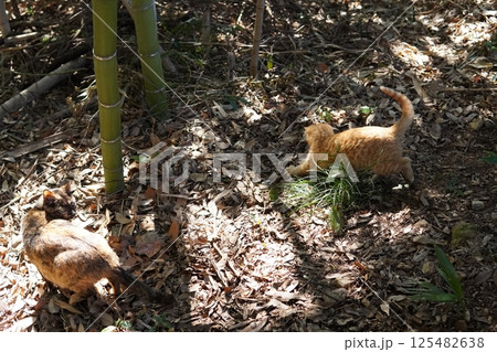 遊ぶ可愛い子猫 遊ぶ可愛い子猫 125482638