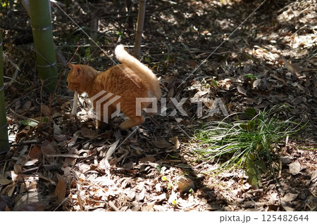 遊ぶ可愛い子猫 遊ぶ可愛い子猫 125482644