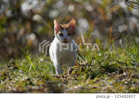 可哀想な捨て猫 125482657