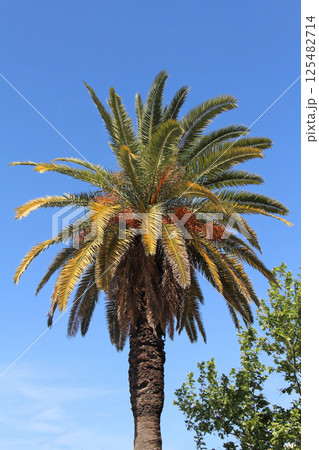 Palm tree on blue sky Palm tree on blue sky 125482714