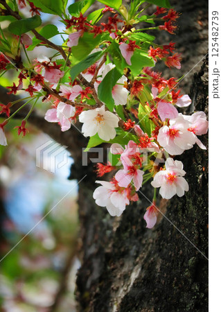 散り際の儚い葉桜 125482739