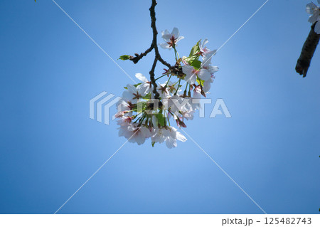 散り際の儚い葉桜 125482743