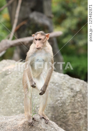 岩の上に立つボンネットモンキー 125482871
