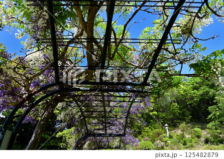 藤棚　 125482879