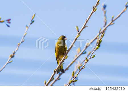 桜の枝にとまるカワラヒワ 桜の枝にとまるカワラヒワ 125482910