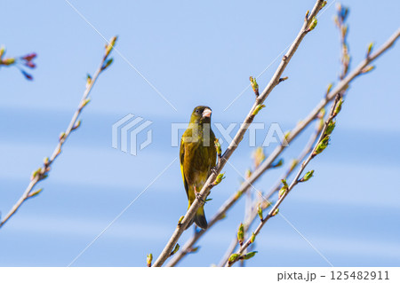 桜の枝にとまるカワラヒワ 桜の枝にとまるカワラヒワ 125482911