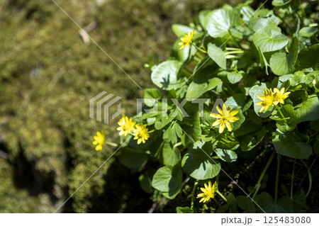 blooming primrose yellow flowers in early spring blooming primrose yellow flowers in early spring 125483080