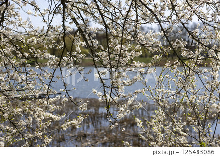 Beautiful blossom tree on a sunny spring day 125483086