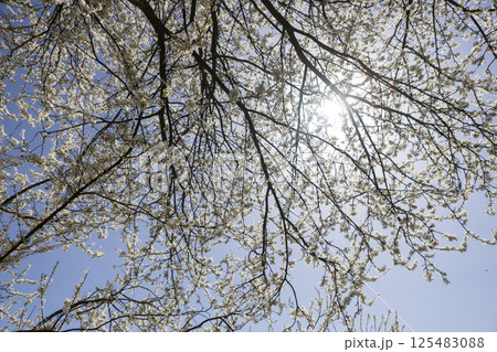 Beautiful blossom tree on a sunny spring day 125483088