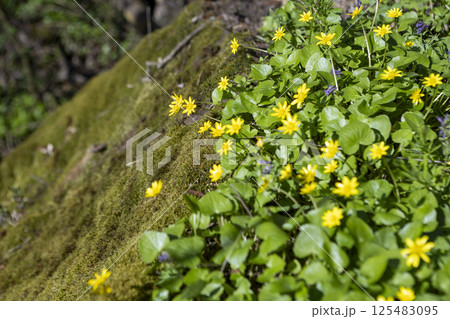 blooming primrose yellow flowers in early spring. Moss on a rocky surface on a clear sunny day 125483095
