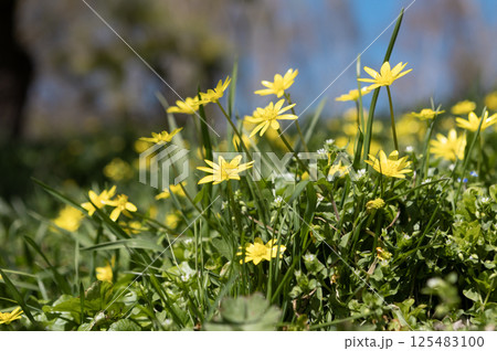 blooming primrose yellow flowers in early spring 125483100