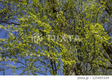 green spring tree branches against the sky on a clear day green spring tree branches against the sky on a clear day 125483104
