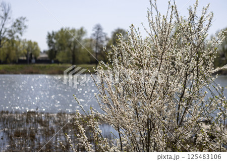 Beautiful blossom tree on a sunny spring day 125483106