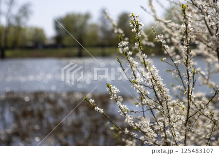 Beautiful blossom tree on a sunny spring day Beautiful blossom tree on a sunny spring day 125483107