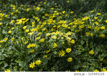 blooming primrose yellow flowers in early spring blooming primrose yellow flowers in early spring 125483128