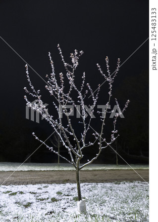 snow-covered branch of spring tree in night park 125483133