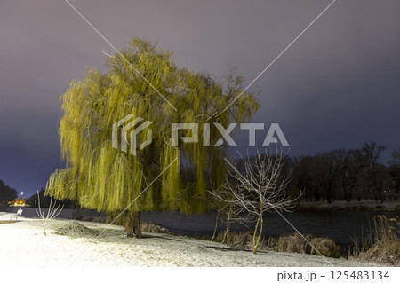 Green willow trees on the river bank in a snowy night park Green willow trees on the river bank in a snowy night park 125483134