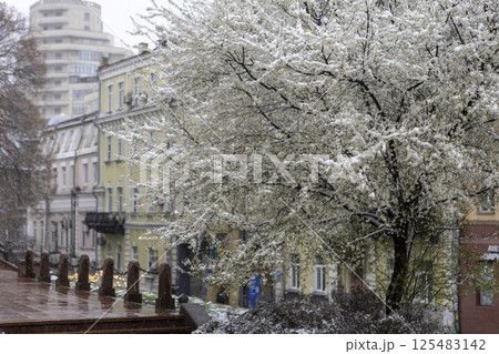 Snow-covered branches of a blossoming spring tree swaying in the wind 125483142