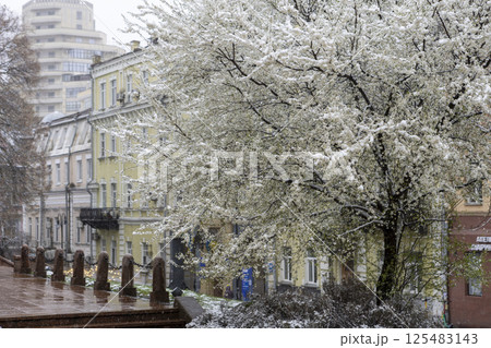 Snow-covered branches of a blossoming spring tree swaying in the wind 125483143