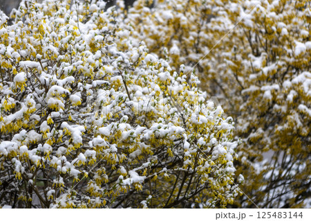 Snow-covered bush of blooming yellow forsythia 125483144