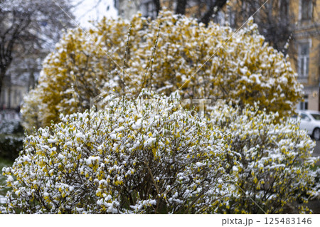 Snow-covered bush of blooming yellow forsythia 125483146